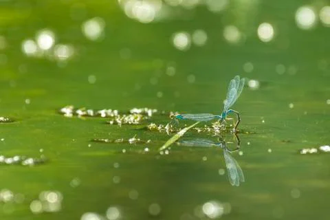 Selective focus on two Damselflies mating Stock Photos