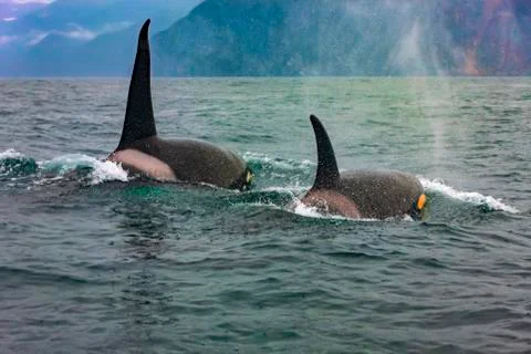Selective focus. Two killer whales in the wild resting Stock Photos