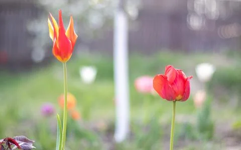 Selective focus. Two red different tulips in the garden with green leaves. Bl Stock-Fotos