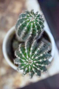 Selective focus at two tops of cactus plant in the white pot Stock Photos