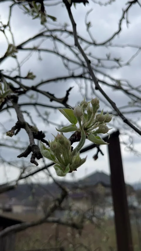 Selective focus unopened pear flower buds on branch in spring Stock Footage 334327981
