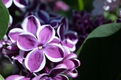 Selective focus of unusual two-tone Sensation lilac flower. Stock Photos