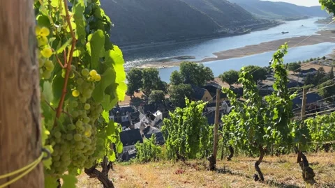 Selective focus on vast rhine valley wine-growing region before autumn harves Stock Footage 344801910