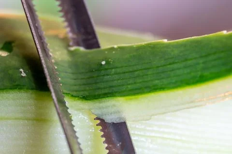 Selective focus on a vegetable peeler removing the outer skin of a cucumber Stock Photos