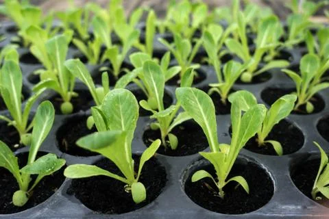 Selective focus of Vegetable sapling in the hole plate Stock Photos
