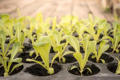 Selective focus of Vegetable sapling in the hole plate in morning warm tone Stock Photos
