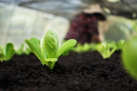 Selective focus of Vegetable sapling over the soil Stock Photos