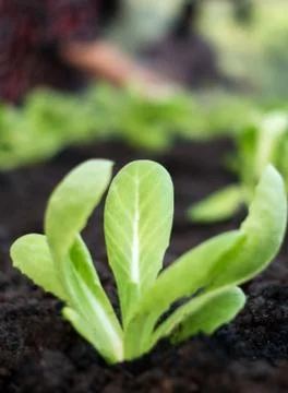 Selective focus of Vegetable sapling over the soil Stock Photos