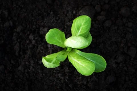 Selective focus of Vegetable sapling over the soil Stock Photos