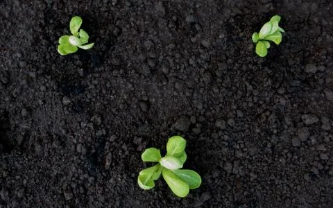 Selective focus of Vegetable sapling over the soil Stock Photos