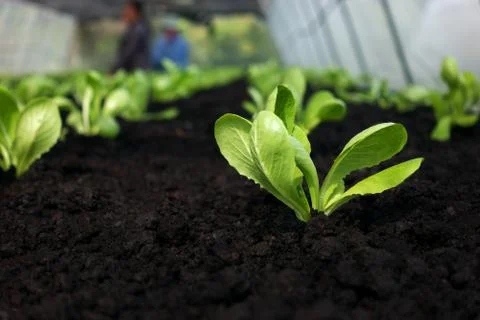 Selective focus of Vegetable sapling over the soil Stock Photos