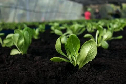 Selective focus of Vegetable sapling over the soil Stock Photos