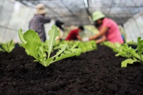 Selective focus of Vegetable sapling over the soil Stock Photos
