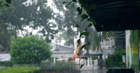 Selective focus on vibrant moving hanging branches on the background of an empty Stock Footage 219443593