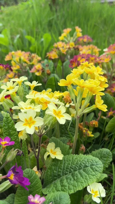 Selective focus vibrant primrose flowers in natural light Stock Footage 334328691