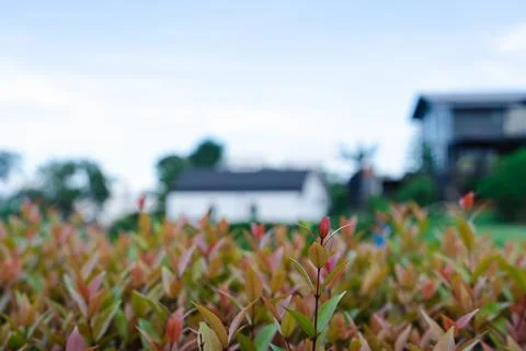 Selective Focus on Vibrant Red and Green Leaves with Houses and Sky in the .. Stock Photos