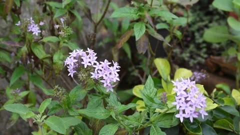 A Selective focus Video of Beautiful Purple Flower swinging with Breeze Stock Footage 167382370
