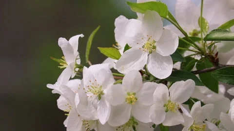 Selective focus. Video of blooming apple trees. Spring background. 스톡 동영상 130427268