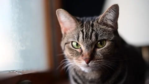 Selective focus video cat close up looking at the camera Stock Footage 310043283