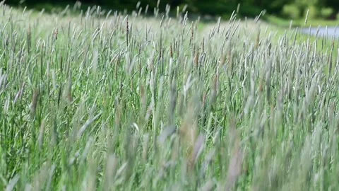 Selective focus video of high grass in the wind, bokeh outdoor fild backgro.. Video stock 326217257