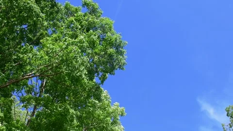 Selective focus video looking up on tree top leaves and sky Stock Footage 277858740