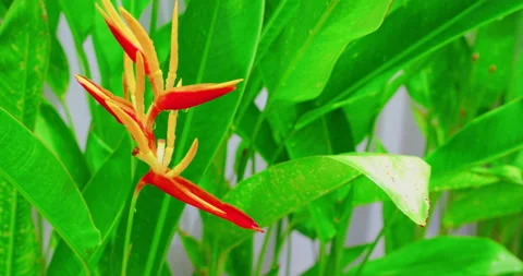 Selective focus view of beautiful heliconia psittacorum golden orange tourch Stock Footage 220683771
