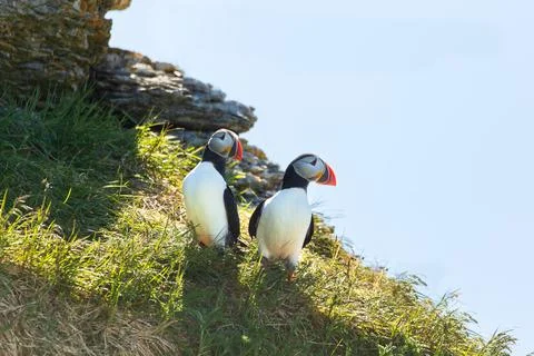 Selective focus view of couple of Atlantic puffins standing on cliff Stock Photos