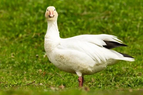 Selective focus view of greater snow goose Stock Photos