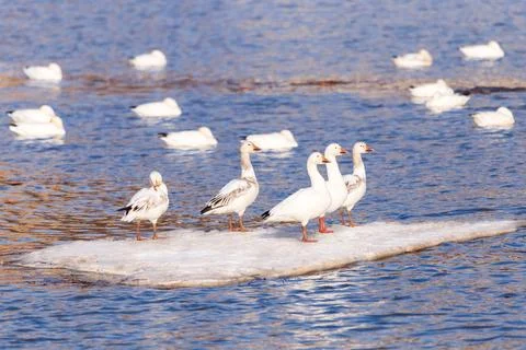 Selective focus view of group of snow geese Stock Photos