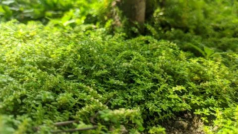 Selective focus view of Pilea microphylla or Angeloweed in the garden Stock Photos