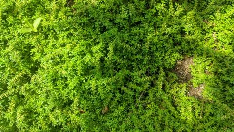 Selective focus view of Pilea microphylla or Angeloweed in the garden Stock Photos