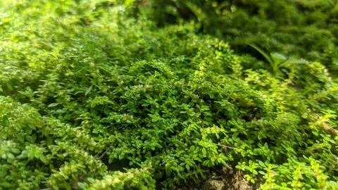Selective focus view of Pilea microphylla or Angeloweed in the garden Stock Photos