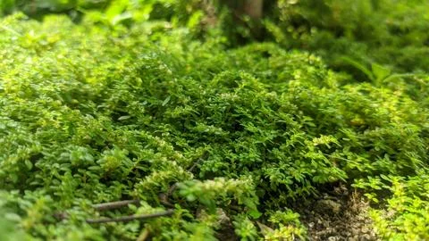 Selective focus view of Pilea microphylla or Angeloweed in the garden Foto stock