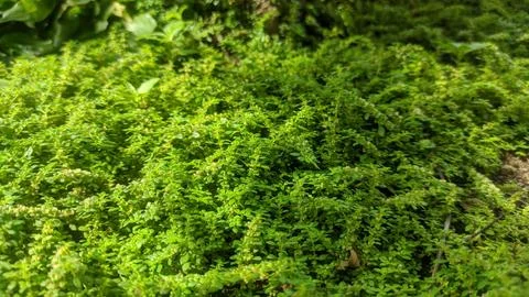 Selective focus view of Pilea microphylla or Angeloweed in the garden Foto stock