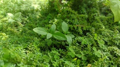 Selective focus view of Pilea microphylla or Angeloweed in the garden Stock Photos