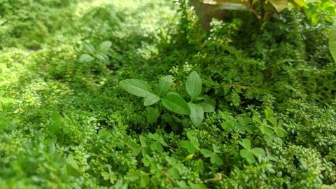 Selective focus view of Pilea microphylla or Angeloweed in the garden Foto stock