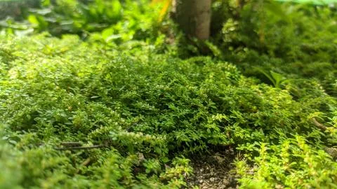 Selective focus view of Pilea microphylla or Angeloweed Foto stock