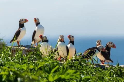 Selective focus view of small flock of Atlantic puffins Stock Photos