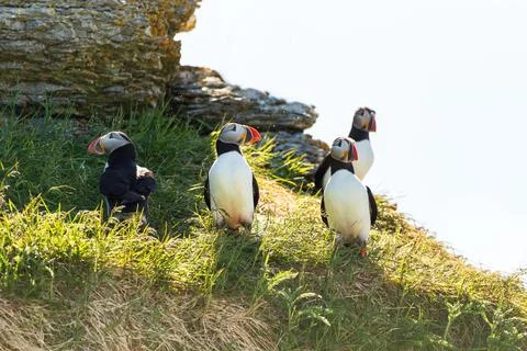 Selective focus view of small group of Atlantic puffins Stock Photos