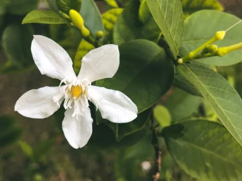 Selective focus view White jasmine flowers blooming in the garden with floral Stock Photos
