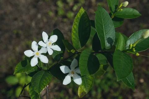 Selective focus view White jasmine flowers blooming in the garden with floral Stock Photos