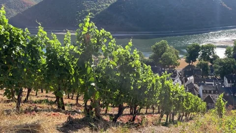 Selective focus on vine-covered slopes with ripening grapes beside the rhine Stock Footage 344802045