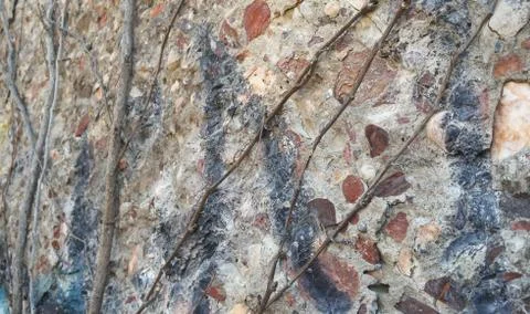 Selective Focus of Vines on an Old Concrete Wall Stock Photos