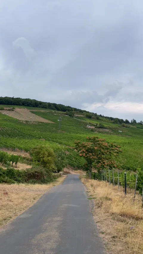 Selective focus vineyard landscape between rdesheim hills and the rhine Stock Footage 345148607
