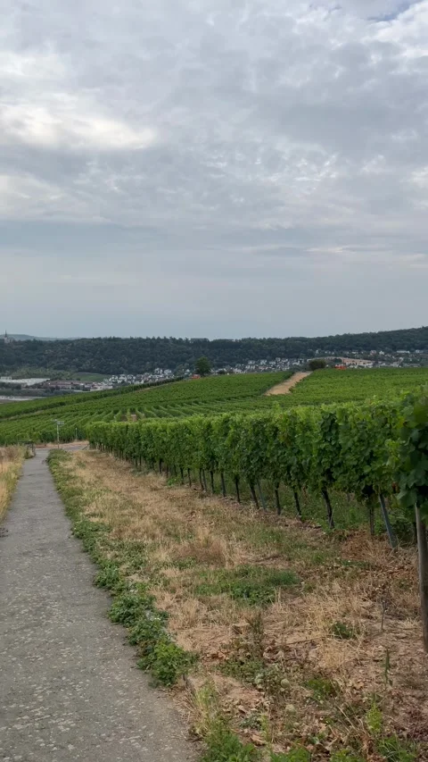 Selective focus vineyard rows beneath the scenic rdesheim hillside Stock Footage 345149176