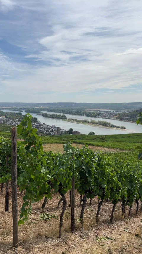 Selective focus vineyard slopes overlooking Rhine Valley landscape Stock-Footage 346068185