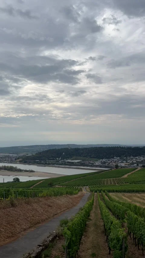 Selective focus vineyards creating geometric patterns on rdesheim hills Stock Footage 345149261