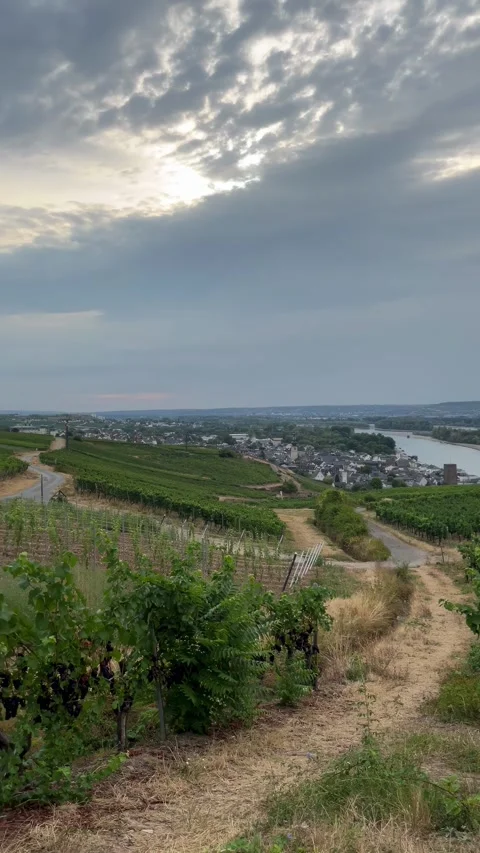 Selective focus vineyards forming a green pattern across rdesheim hills Stock Footage 345148320
