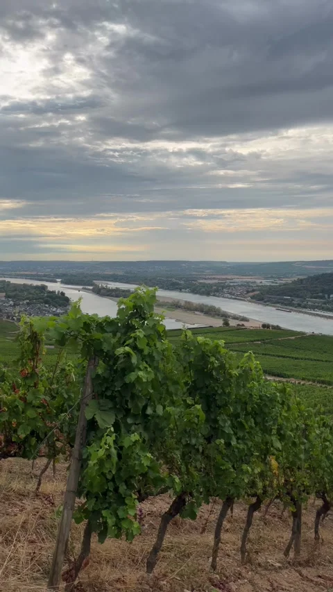 Selective focus vineyards overlooking the historic town of rdesheim Stock Footage 345150510