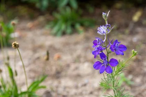 Selective focus of a violet flower growing outdoors Stock Photos